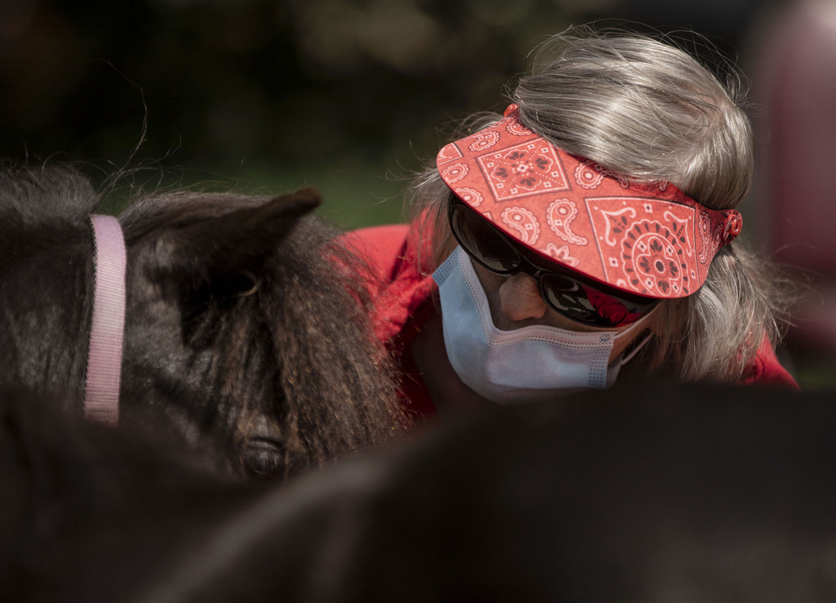 053020-news-minihorses 07.jpg